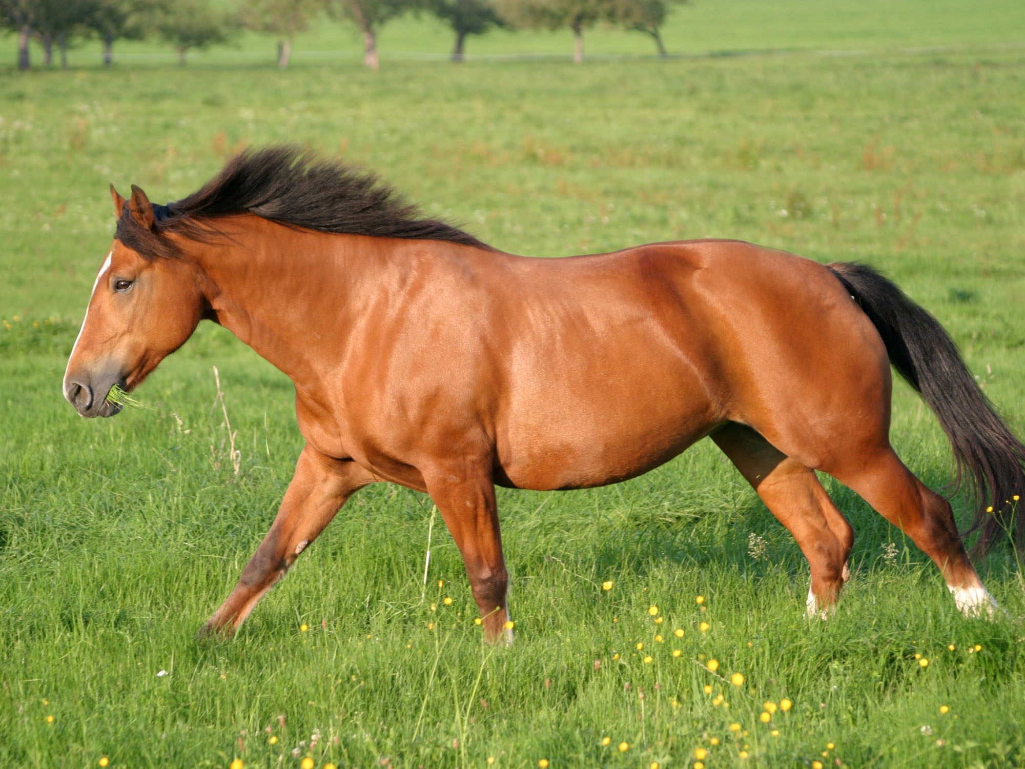 Ein braunes Pferd auf der Weide.