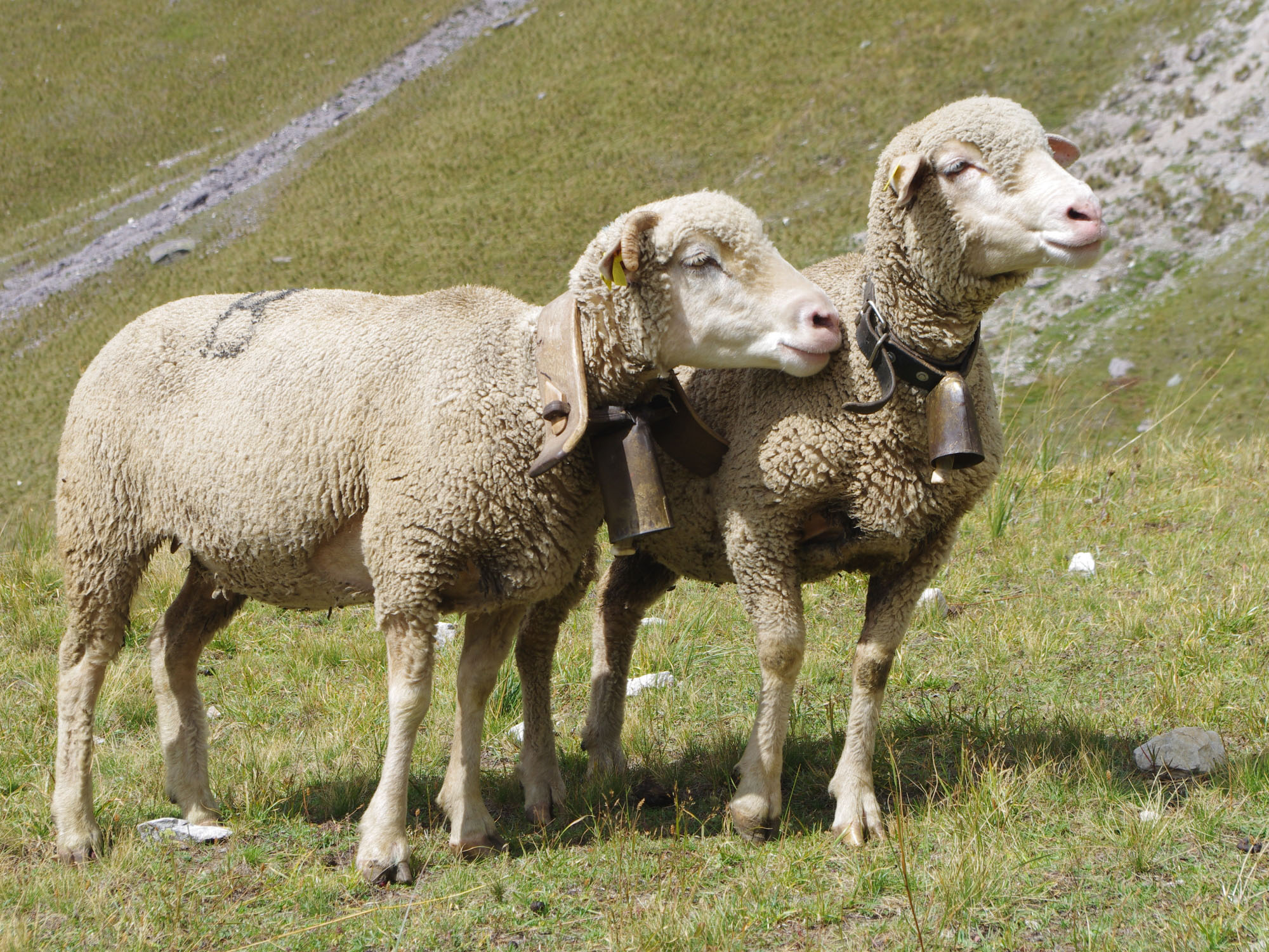 Zwei Schafe auf der Weide.