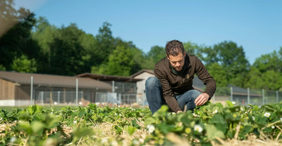 Bauer Domenik Ledergerber beim Erdbeeren pflücken.