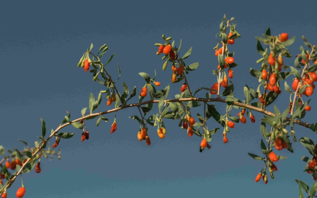 Goji Beeren am Strauch 