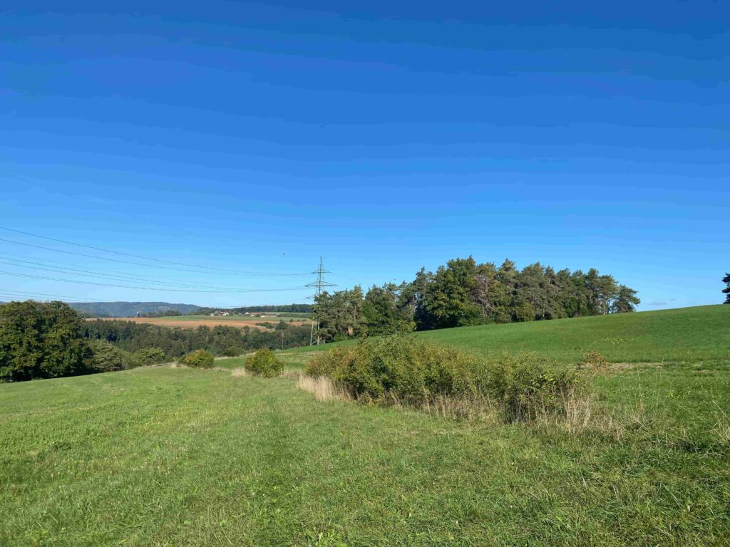 EIne Hecke auf einem Feld