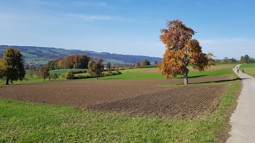 Ein Hochstammbaum auf einem Feld im Herbst