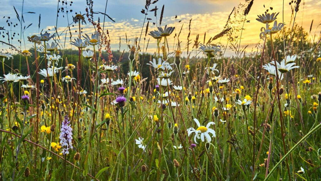 Un prato con vari fiori, con il tramonto sullo sfondo.

