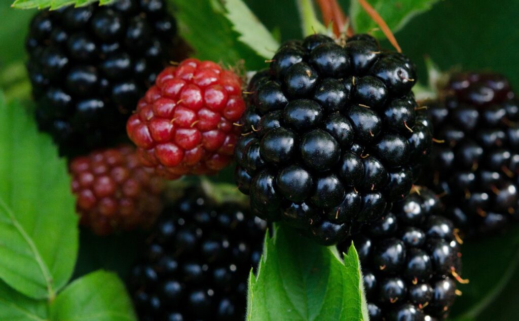 Reife und unreife Brombeeren am Strauch.