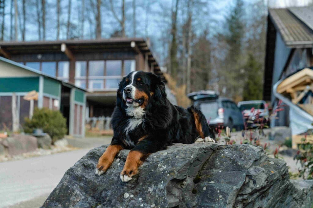 Hofhund der auf einem Stein sitzt und die Sonne geniesst.