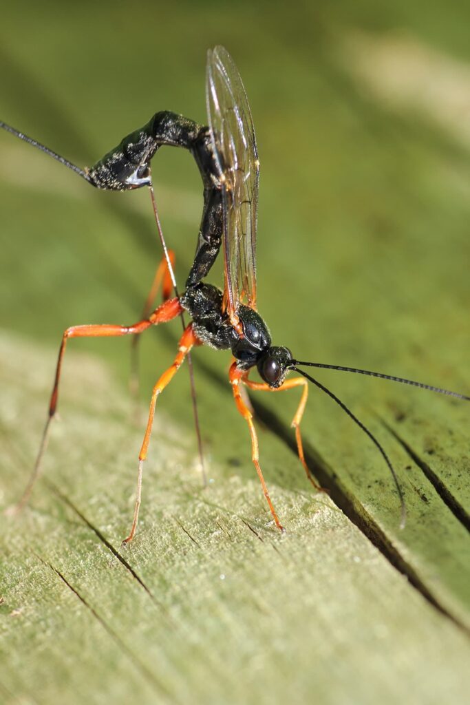 Primo piano di una vespa ichneumon.
