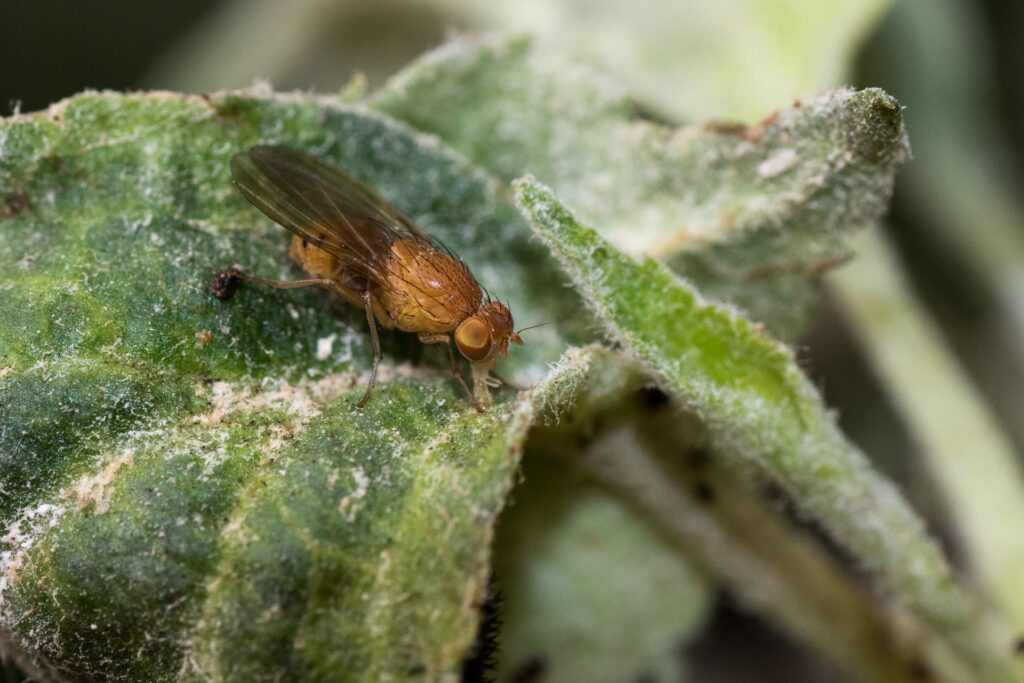 Una mosca dell'aceto di ciliegie su una foglia.
