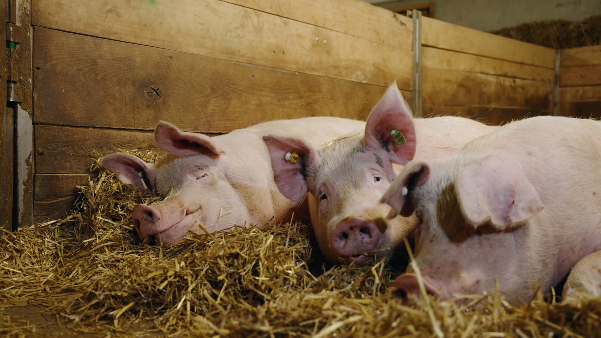 Drei Schweine liegen im Stall.