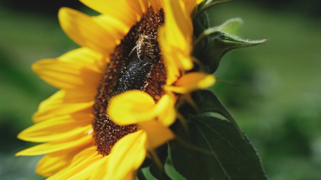 Eine Sonnenblumen in Nahaufnahme, darauf sitzt eine Biene.