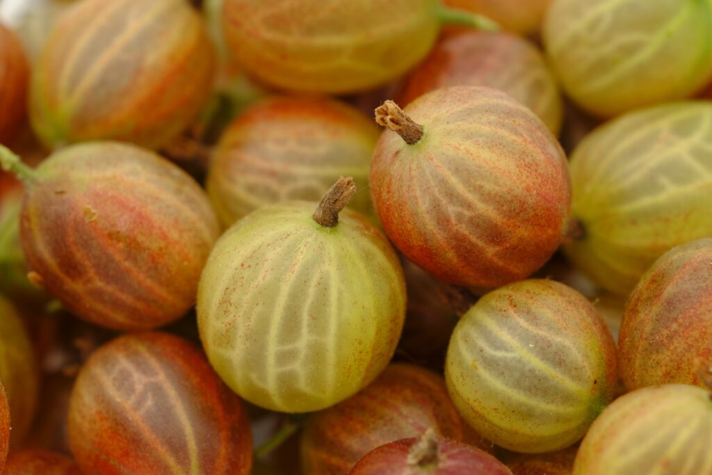 Stachelbeeren von nahemen fotografiert