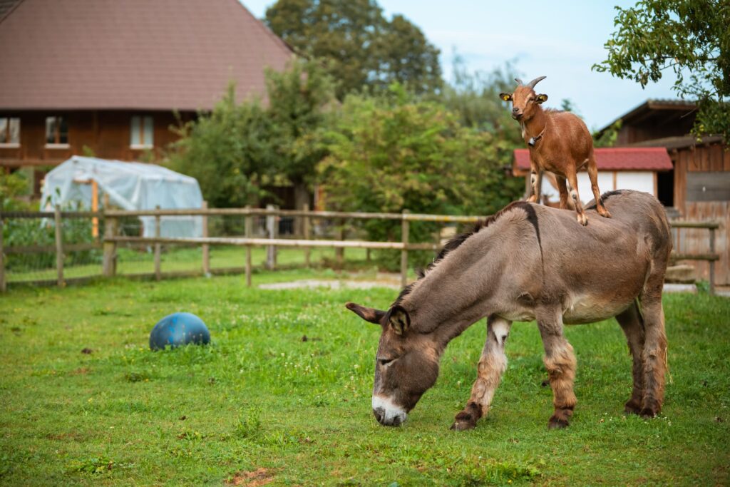 Eine Ziege, die auf einem Esel steht. Im Hintergrund sieht man einen Bauernhof.