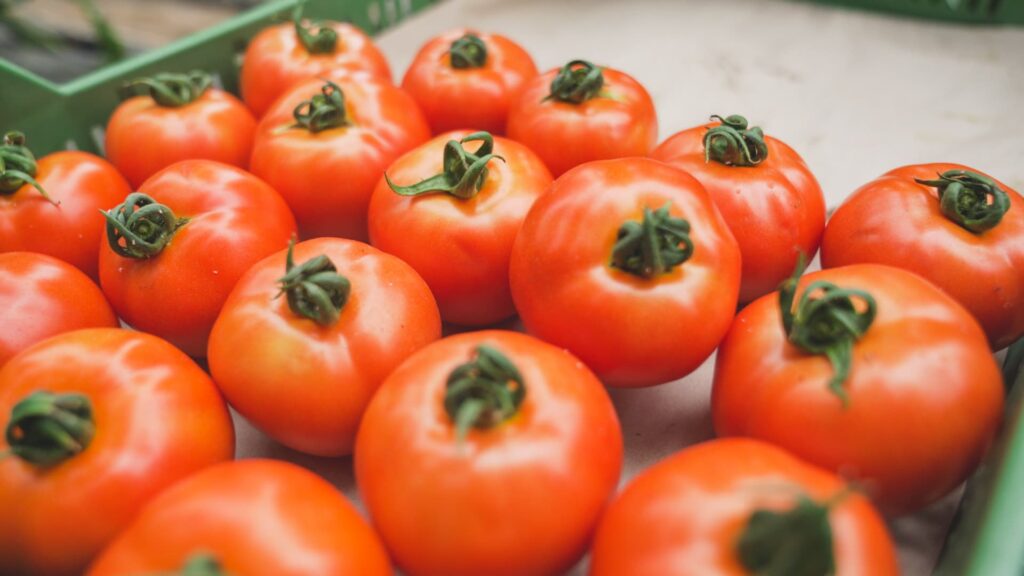 Viele reife, rote Tomaten.