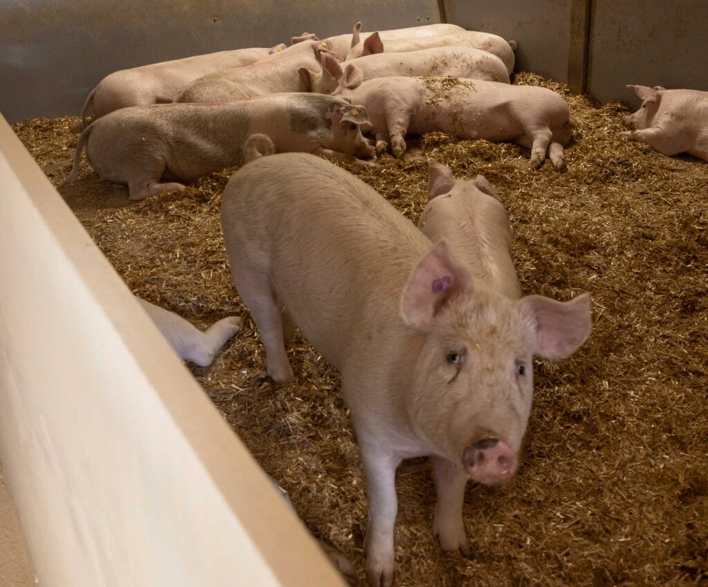Schweine im Stall.