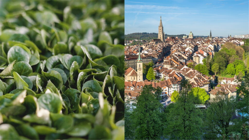 Visual der Hauptkampagne rechst sieht man die Stadt Bern und links Nüsslisalat