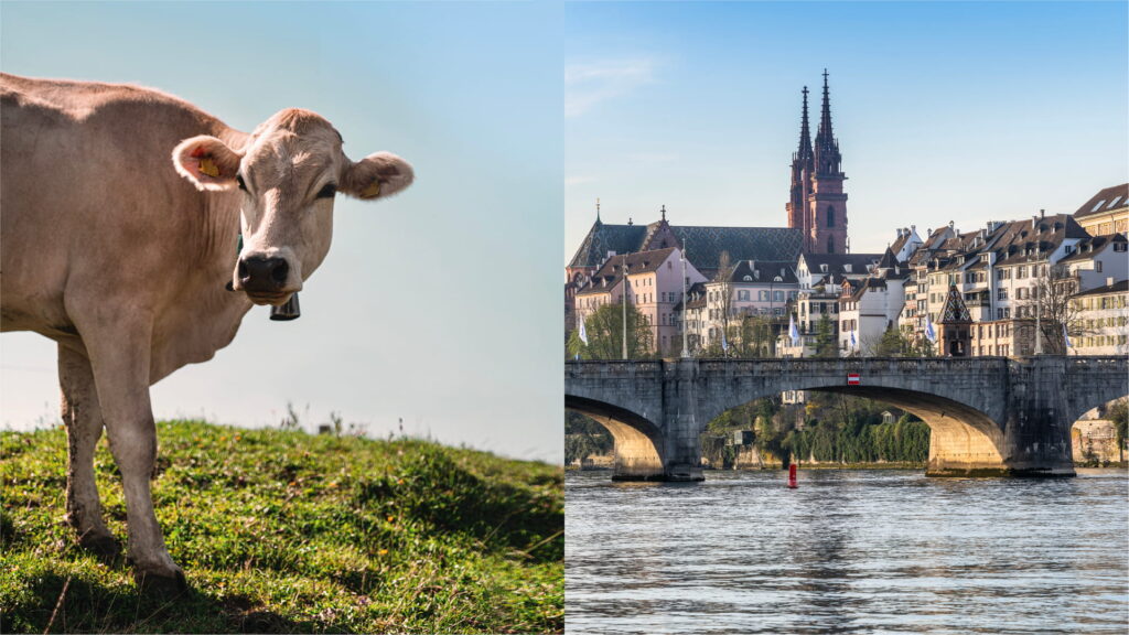 Visual der Hauptkampagne rechts sieht man die Satd Basel und links eine Kuh