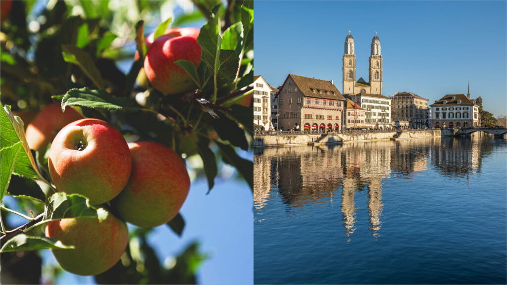 Visual der Hauptkampgane rechts sieht man die Stadt Zürich und links äpfel.