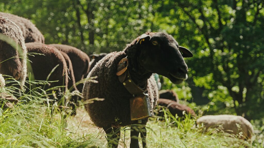 Ein schwarzbraunes Bergschaf auf der Weide, dahinter die Herde.