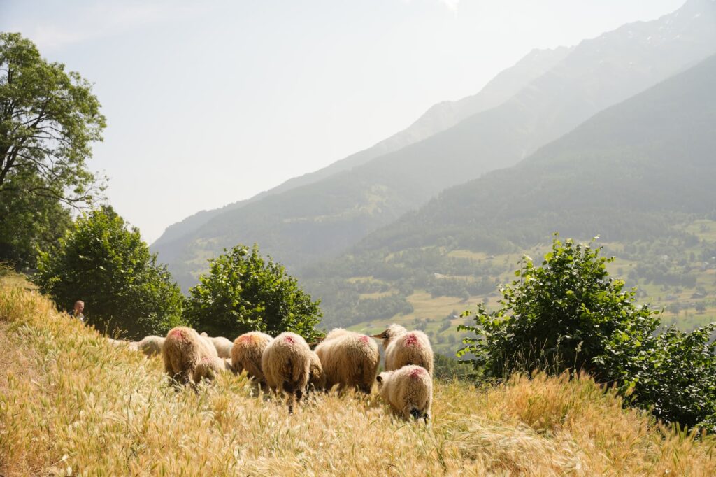 Walliser Schwarznasenschafe auf der Weide.