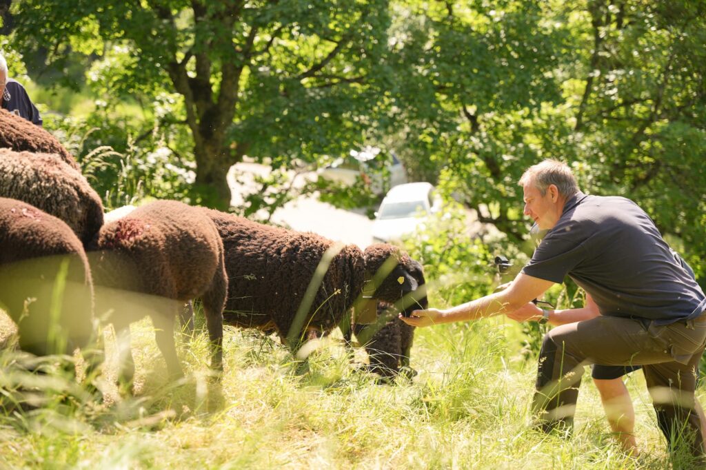 Ein Bauer streichelt gerade ein braunes Schaf.