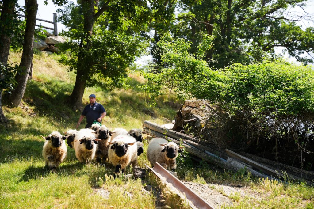 Viele Walliser Schwarznasenschafe.