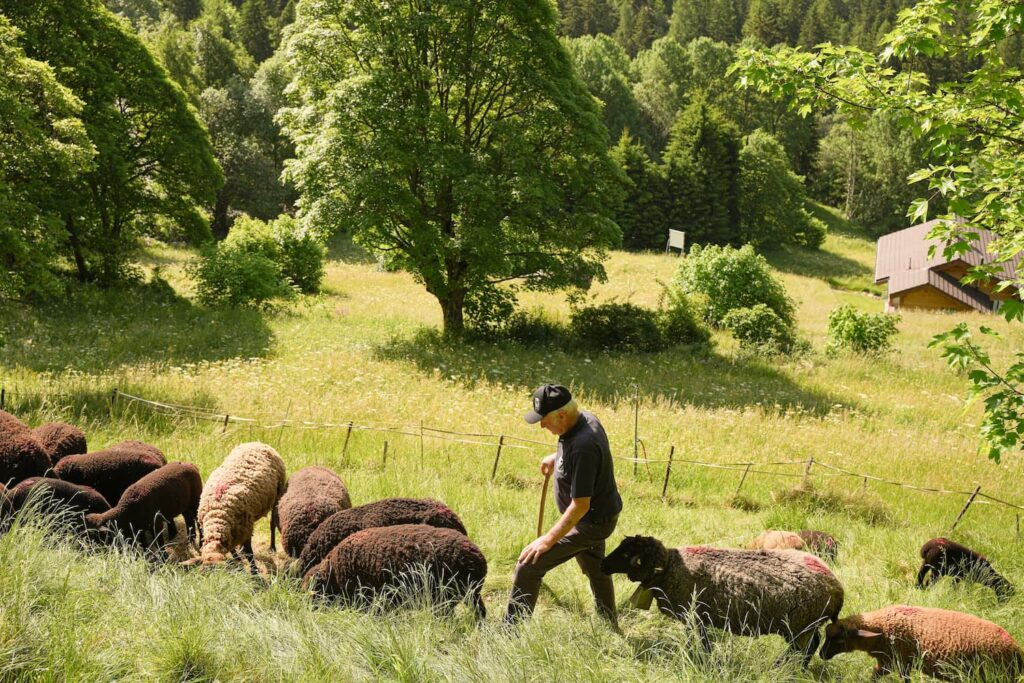 Viele Schwarzbraune Bergschafe auf der Weide.