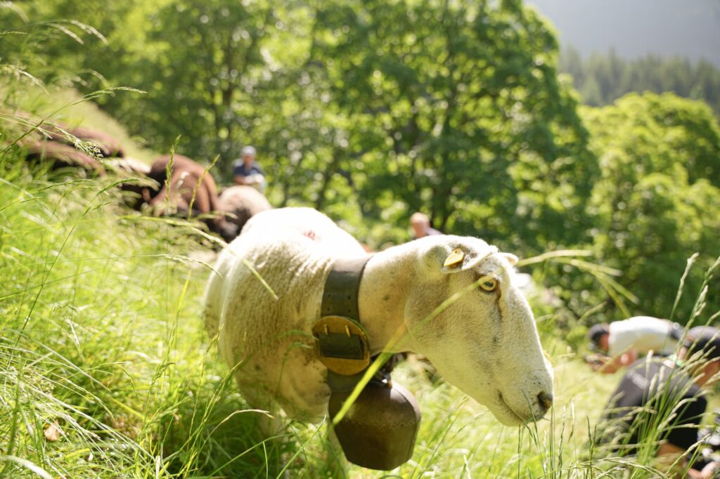 Ein Schaf der Rasse Texel auf der Weide.