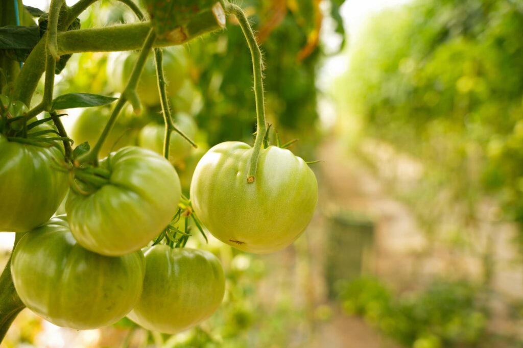 Grüne, unreife Tomaten.