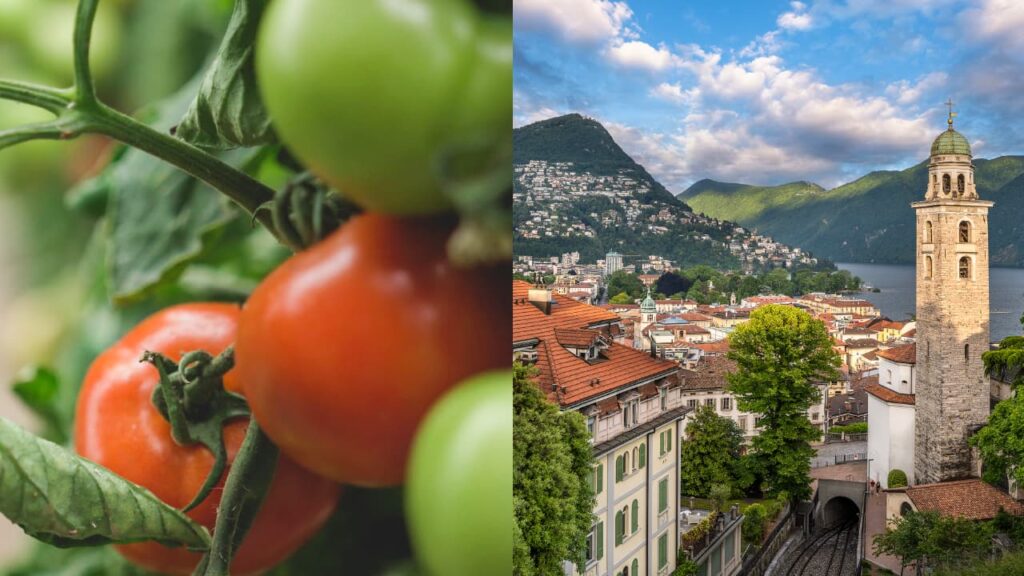 Visual der Hauptkampagne rechts sieht man die Stadt Lugano und links Tomaten.