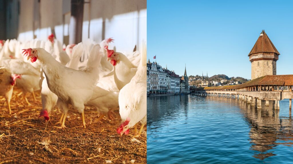 Visual der Hauptkampagne rechts sieht man die Stadt Luzern und links Hühner im Stall.
