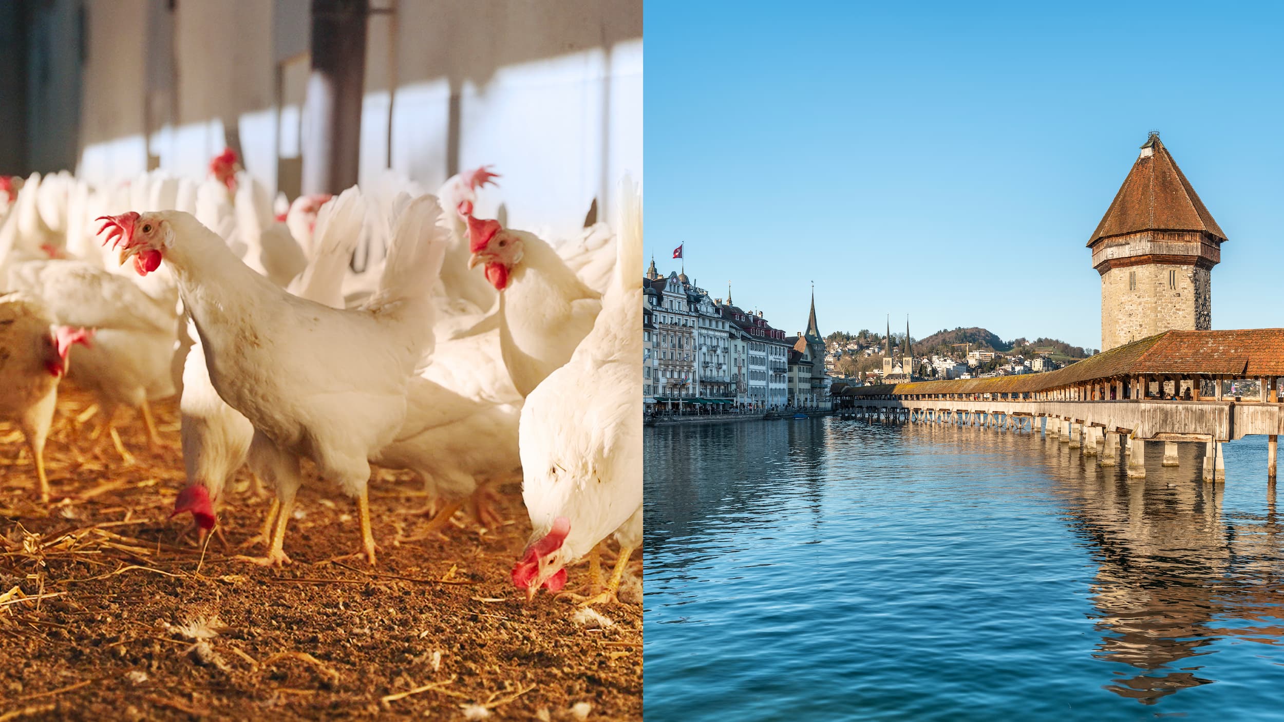 Visual der Hauptkampagne rechts sieht man die Stadt Luzern und links Hühner im Stall.