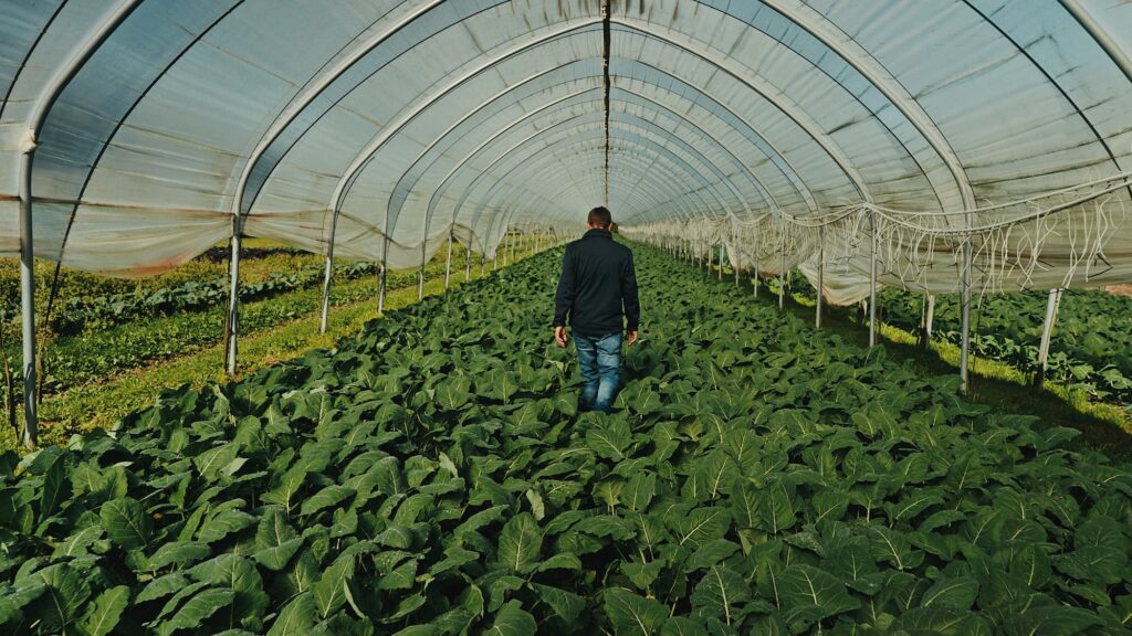 Jonas Boog im Folientunnel.