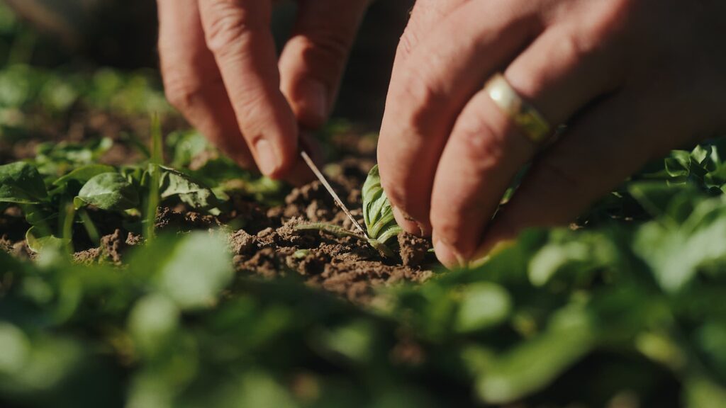Jemand schneidet etwas auf dem Feld.