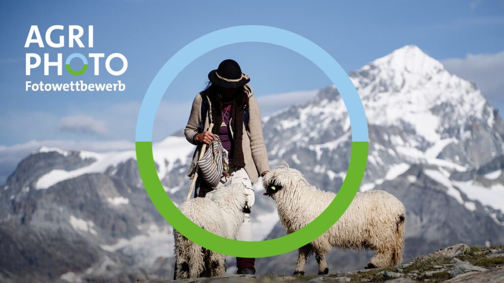 Eine Person mit zwei Schafen, im Hintergrund sieht man mit Schnee bedeckte Berge.