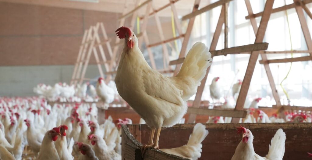Ein Huhn der Rasse Schweizerhuhn.
